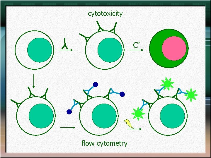 cytotoxicity C’ flow cytometry 