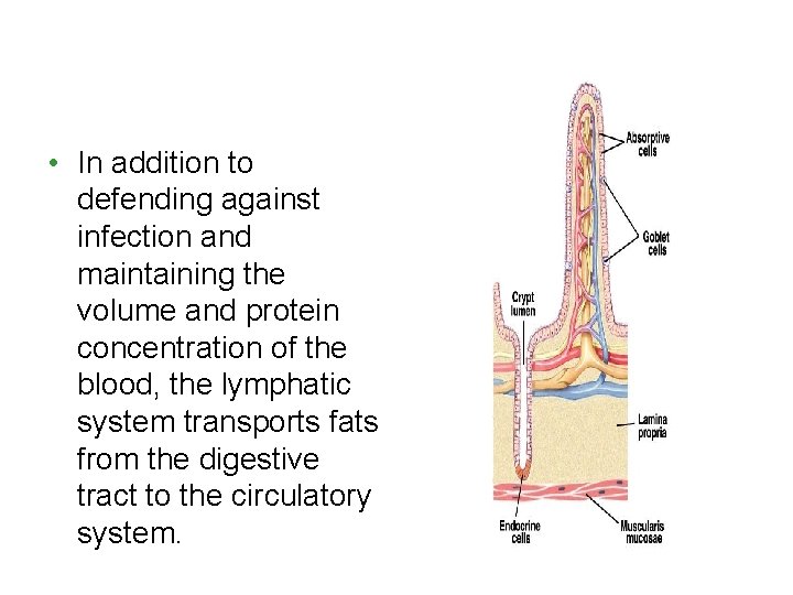  • In addition to defending against infection and maintaining the volume and protein
