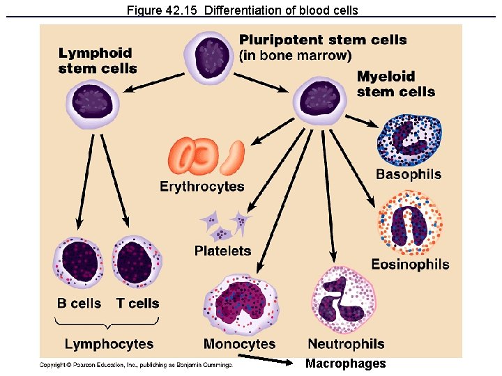 Figure 42. 15 Differentiation of blood cells Macrophages 