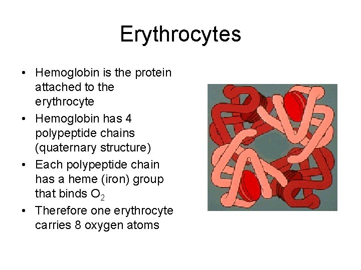 Erythrocytes • Hemoglobin is the protein attached to the erythrocyte • Hemoglobin has 4