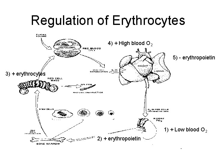 Regulation of Erythrocytes 4) + High blood O 2 5) - erythropoietin 3) +