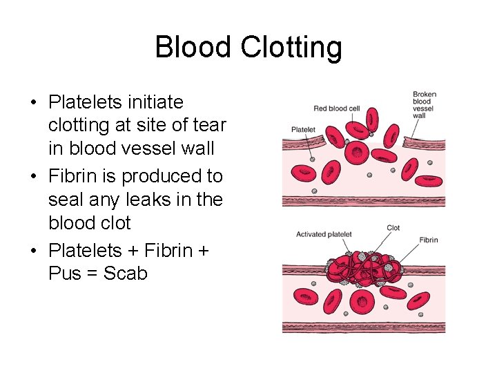Blood Clotting • Platelets initiate clotting at site of tear in blood vessel wall
