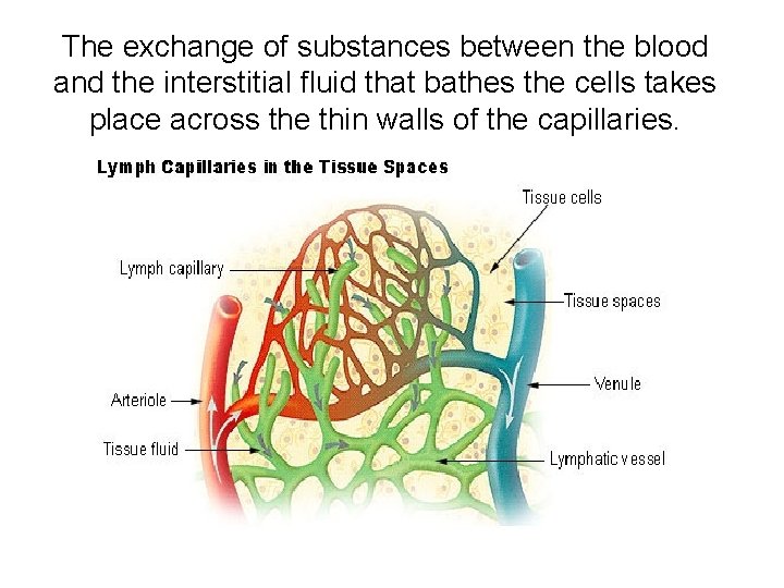 The exchange of substances between the blood and the interstitial fluid that bathes the