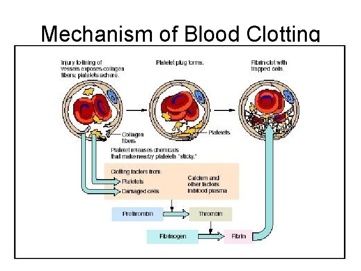 Mechanism of Blood Clotting 