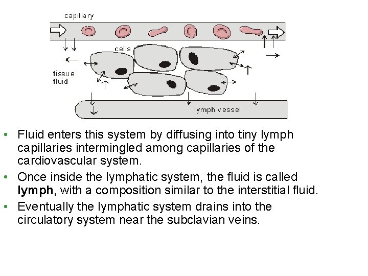  • Fluid enters this system by diffusing into tiny lymph capillaries intermingled among