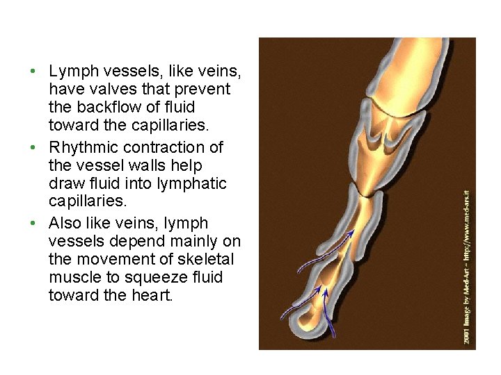  • Lymph vessels, like veins, have valves that prevent the backflow of fluid