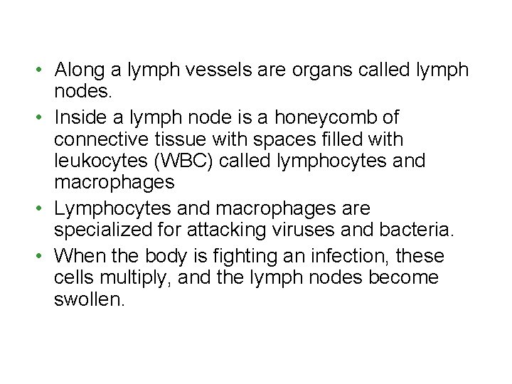  • Along a lymph vessels are organs called lymph nodes. • Inside a