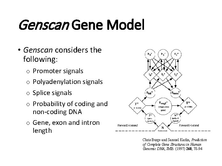 Genscan Gene Model • Genscan considers the following: o Promoter signals o Polyadenylation signals