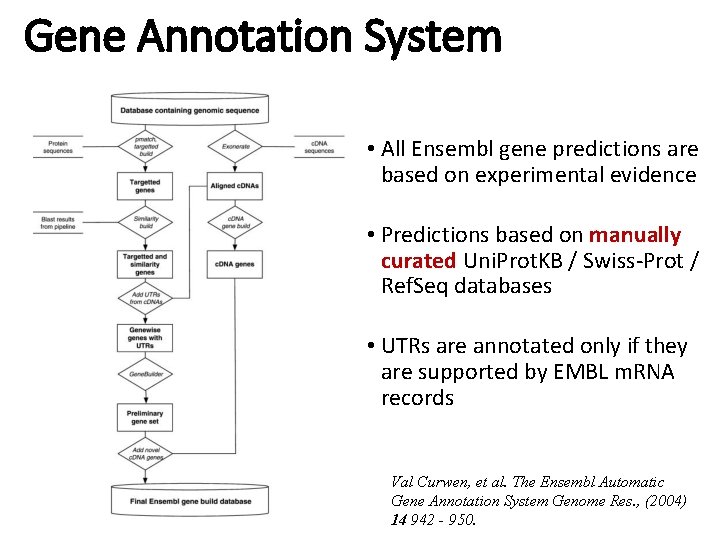 Gene Annotation System • All Ensembl gene predictions are based on experimental evidence •
