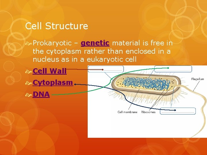 Cell Structure Prokaryotic – genetic material is free in the cytoplasm rather than enclosed