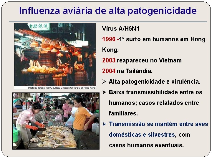 Influenza aviária de alta patogenicidade Vírus A/H 5 N 1 1996 -1º surto em