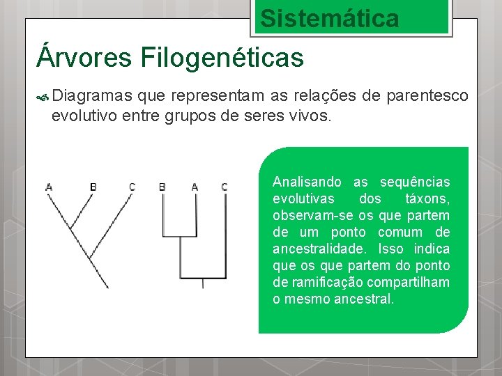 Sistemática Árvores Filogenéticas Diagramas que representam as relações de parentesco evolutivo entre grupos de