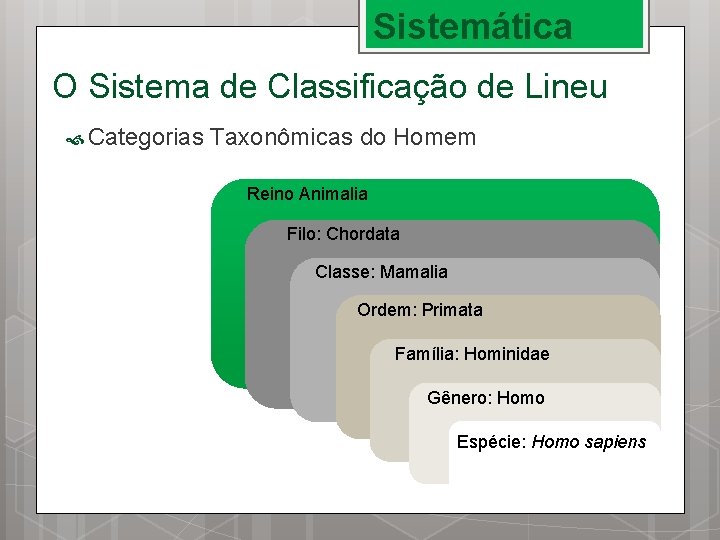 Sistemática O Sistema de Classificação de Lineu Categorias Taxonômicas do Homem Reino Animalia Filo: