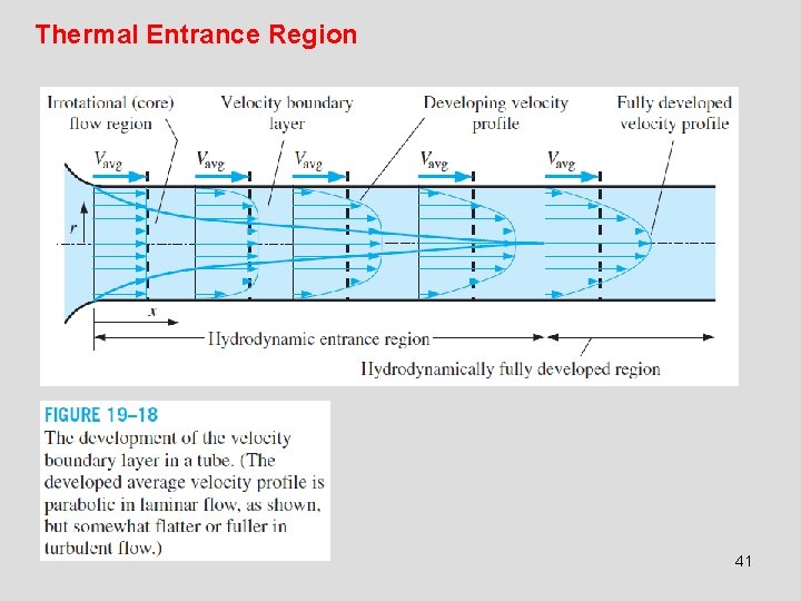 Thermal Entrance Region 41 