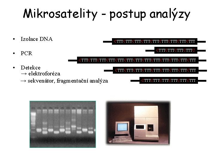 Mikrosatelity - postup analýzy • Izolace DNA CTTTCTTTCTTTCTTTCTTTC • PCR CTTTCTTTCTTTCTTTCTTTCTTTCTTT • Detekce →