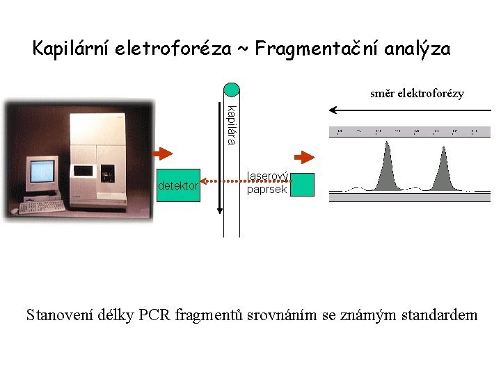 Kapilární eletroforéza ~ Fragmentační analýza směr elektroforézy kapilára detektor laserový paprsek Stanovení délky PCR