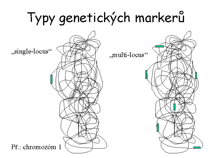 Typy genetických markerů „single-locus“ Př. : chromozóm 1 „multi-locus“ 