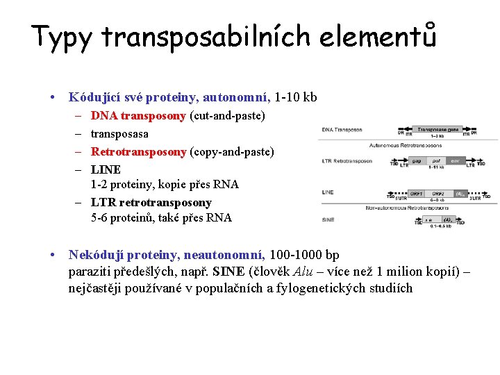 Typy transposabilních elementů • Kódující své proteiny, autonomní, 1 -10 kb – – DNA