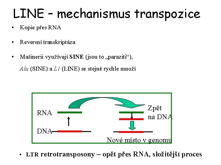 LINE – mechanismus transpozice • Kopie přes RNA • Reversní transkriptáza • Mašinerii využívají