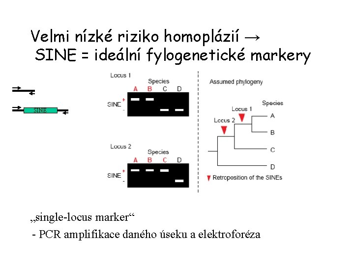 Velmi nízké riziko homoplázií → SINE = ideální fylogenetické markery SINE „single-locus marker“ -