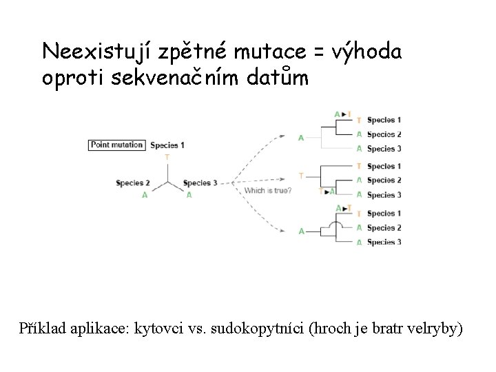 Neexistují zpětné mutace = výhoda oproti sekvenačním datům Příklad aplikace: kytovci vs. sudokopytníci (hroch