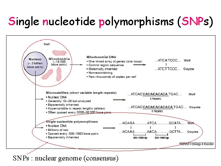 Single nucleotide polymorphisms (SNPs) SNPs : nuclear genome (consensus) 