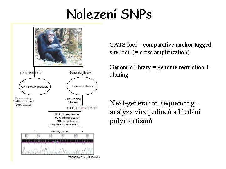 Nalezení SNPs CATS loci = comparative anchor tagged site loci (= cross amplification) Genomic
