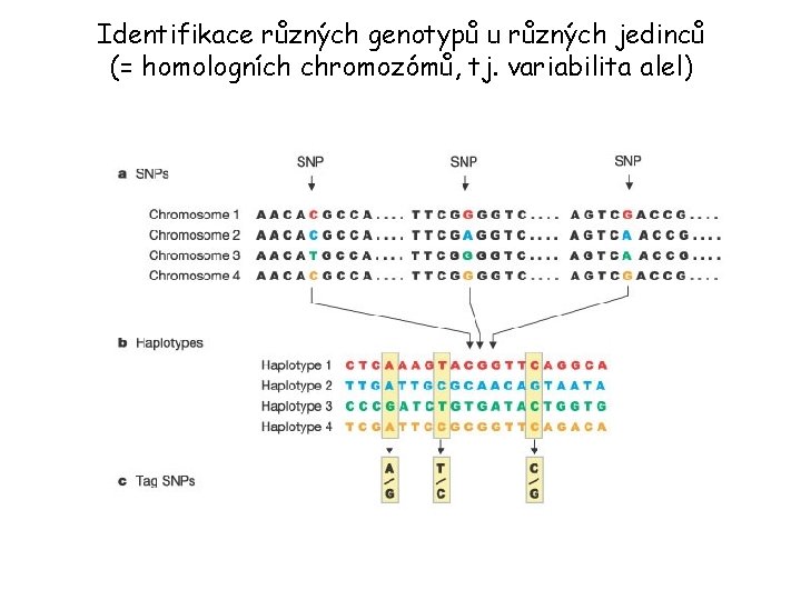 Identifikace různých genotypů u různých jedinců (= homologních chromozómů, tj. variabilita alel) 