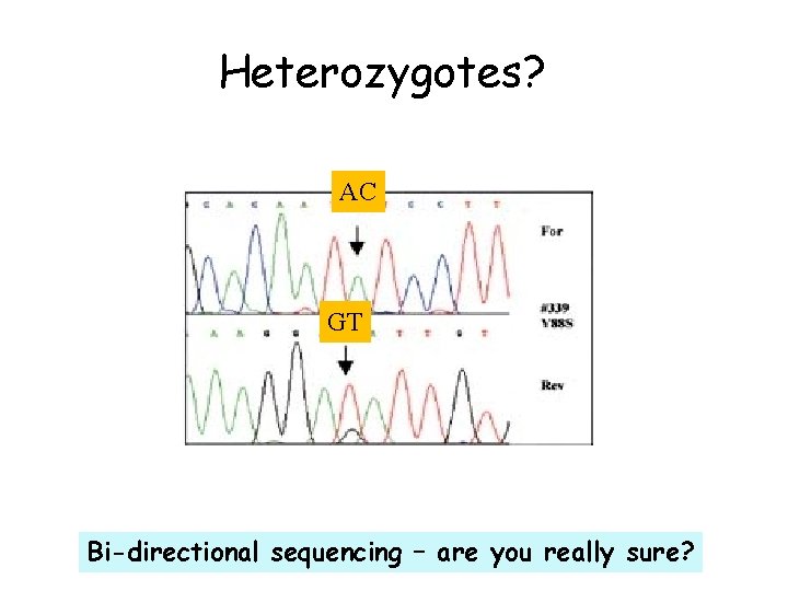 Heterozygotes? AC GT Bi-directional sequencing – are you really sure? 