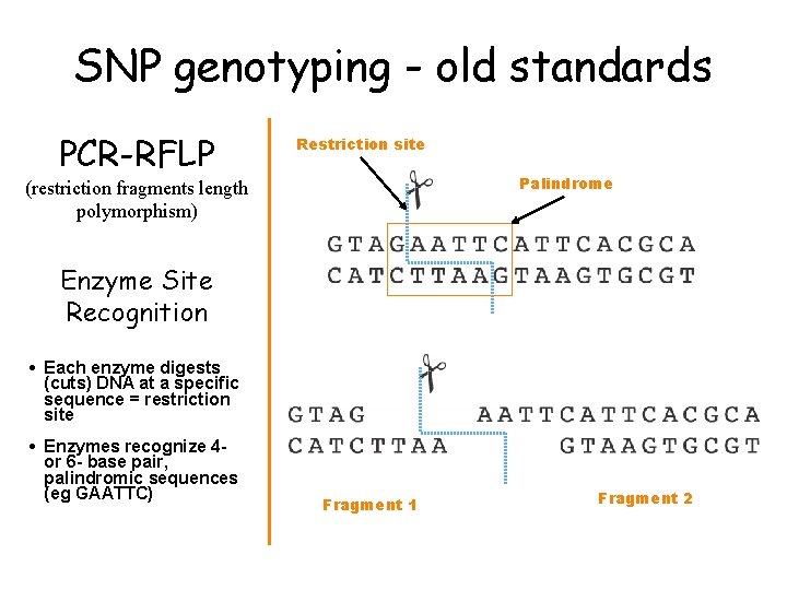 SNP genotyping - old standards PCR-RFLP Restriction site Palindrome (restriction fragments length polymorphism) Enzyme