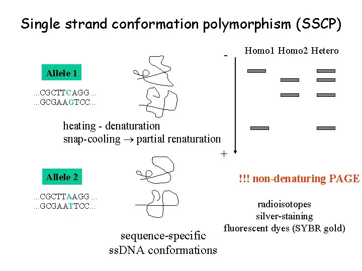 Single strand conformation polymorphism (SSCP) - Homo 1 Homo 2 Hetero Allele 1. .