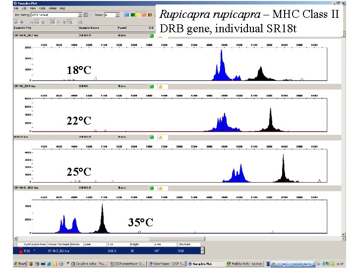 Rupicapra rupicapra – MHC Class II DRB gene, individual SR 18 t 18°C 22°C