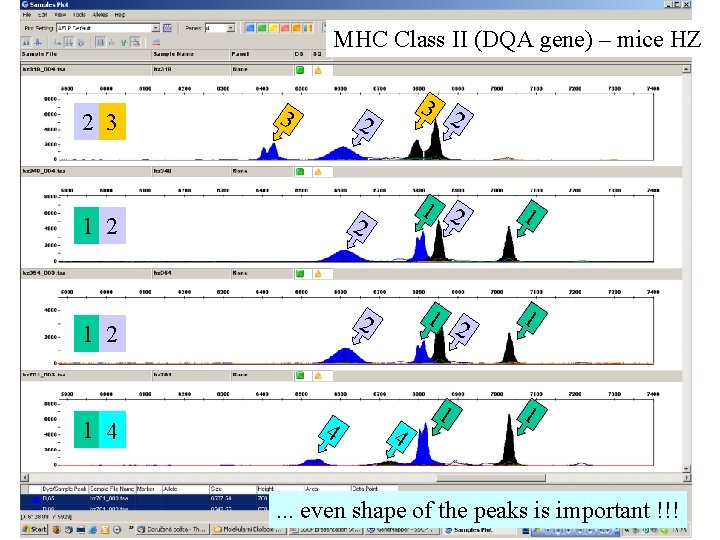 MHC Class II (DQA gene) – mice HZ 2 3 3 1 2 1