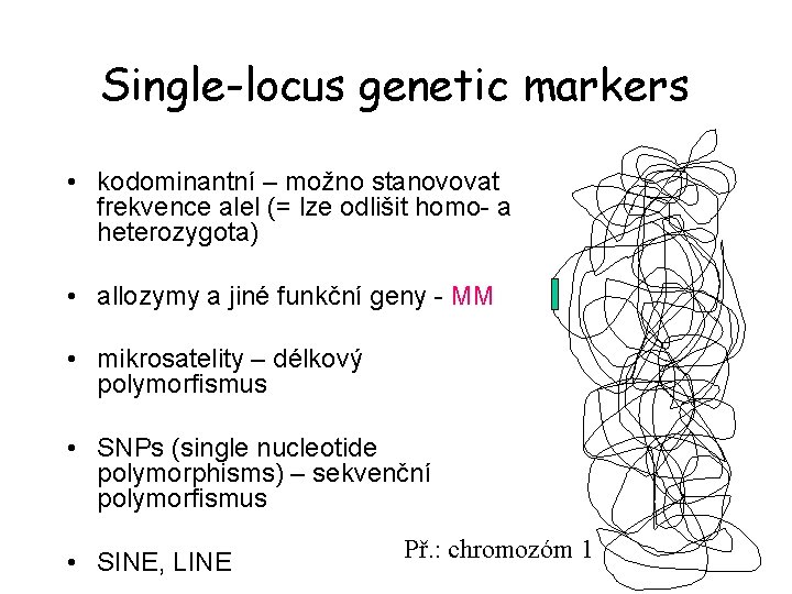 Single-locus genetic markers • kodominantní – možno stanovovat frekvence alel (= lze odlišit homo-
