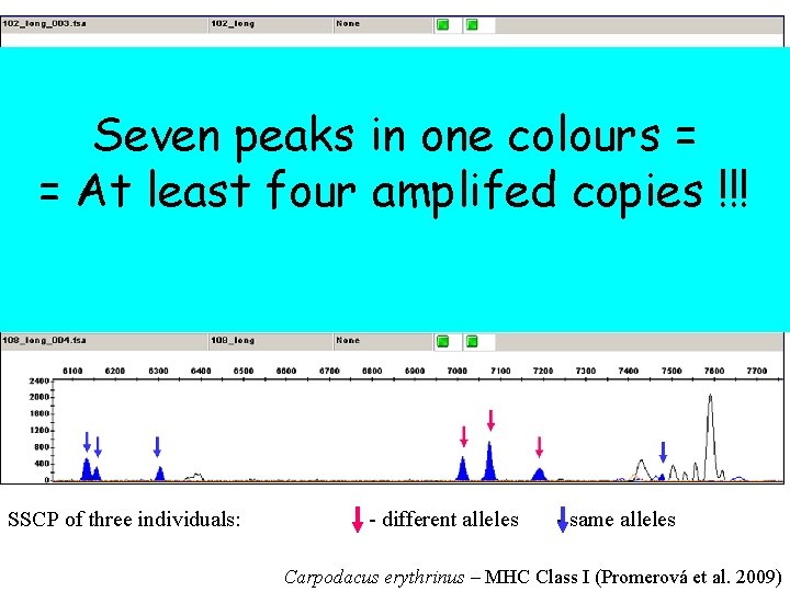 Seven peaks in one colours = = At least four amplifed copies !!! SSCP