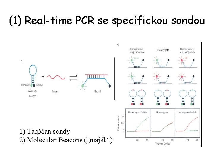 (1) Real-time PCR se specifickou sondou 1) Taq. Man sondy 2) Molecular Beacons („maják“)