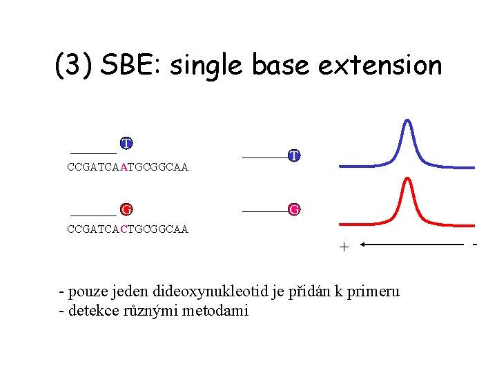 (3) SBE: single base extension T CCGATCAATGCGGCAA G T G CCGATCACTGCGGCAA + - pouze