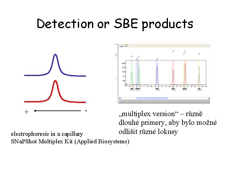 Detection or SBE products + - „multiplex version“ – různě dlouhé primery, aby bylo