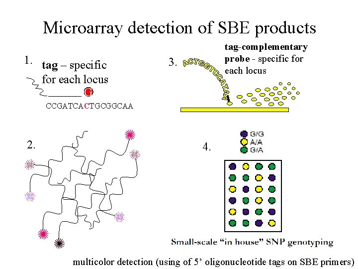 Microarray detection of SBE products 1. tag – specific for each locus G tag-complementary