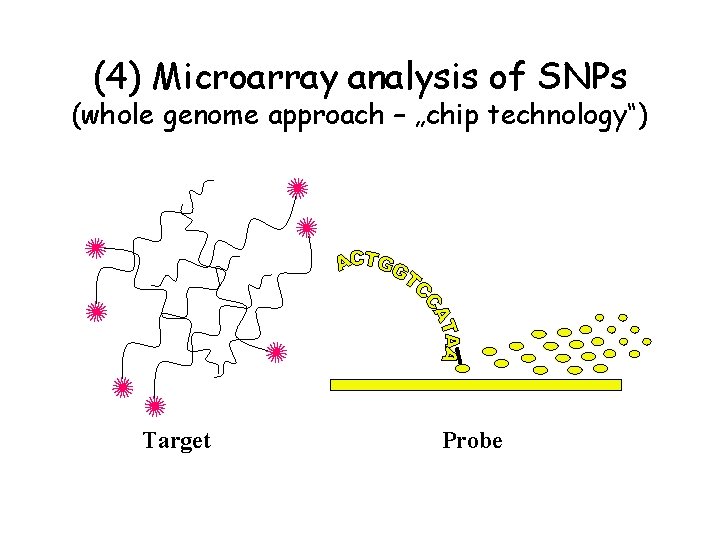 (4) Microarray analysis of SNPs (whole genome approach – „chip technology“) Target Probe 