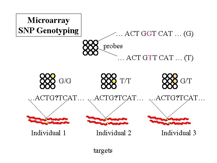 Microarray SNP Genotyping … ACT GGT CAT … (G) probes … ACT GTT CAT