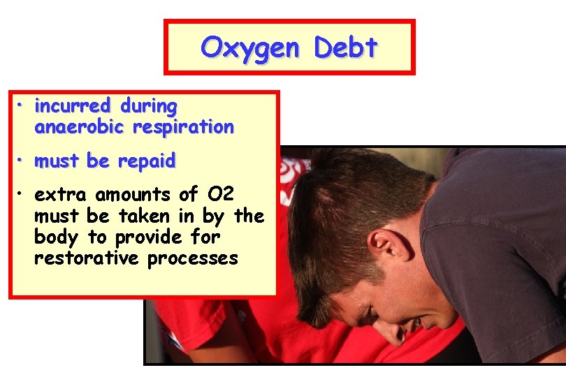 Oxygen Debt • incurred during anaerobic respiration • must be repaid • extra amounts