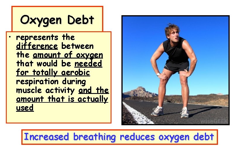 Oxygen Debt • represents the difference between the amount of oxygen that would be