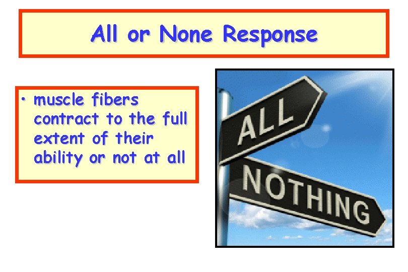 All or None Response • muscle fibers contract to the full extent of their