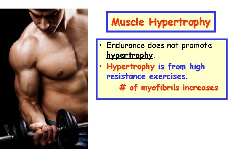 Muscle Hypertrophy • Endurance does not promote hypertrophy. • Hypertrophy is from high resistance