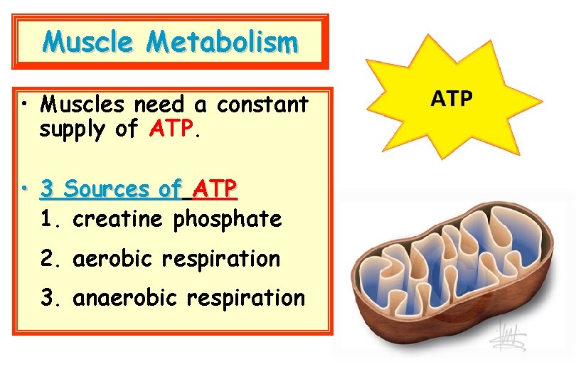 Muscle Metabolism • Muscles need a constant supply of ATP. • 3 Sources of