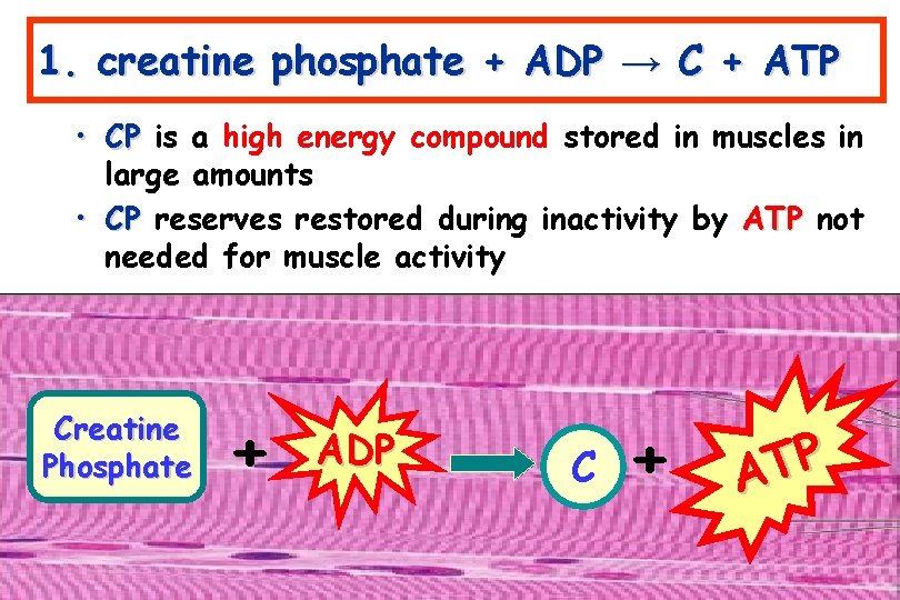1. creatine phosphate + ADP → C + ATP • CP is a high