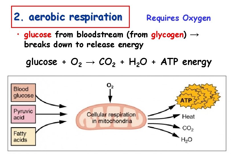 2. aerobic respiration Requires Oxygen • glucose from bloodstream (from glycogen) → breaks down