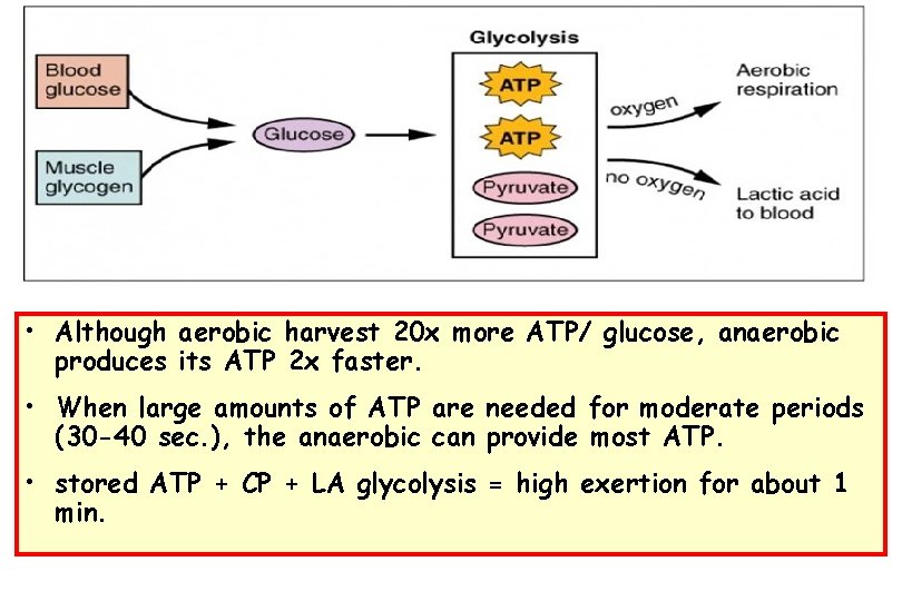  • Although aerobic harvest 20 x more ATP/ glucose, anaerobic produces its ATP