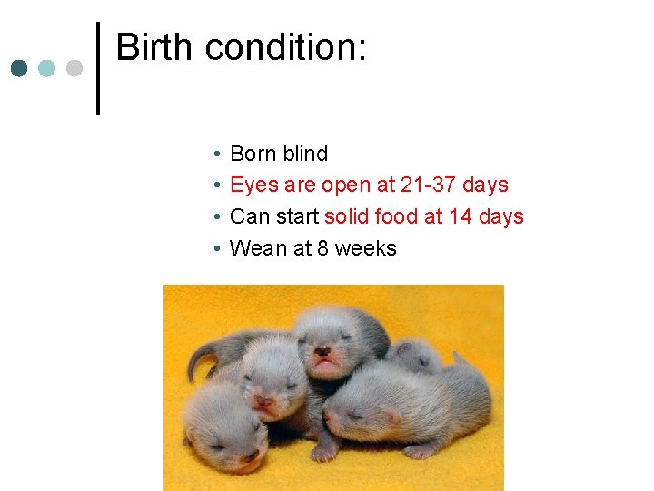 Birth condition: • • Born blind Eyes are open at 21 -37 days Can
